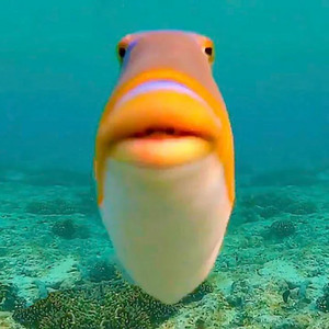 Cover: Fish's Gd vids