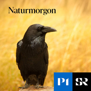Cover: Naturmorgon