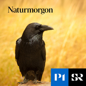 Cover: Naturmorgon