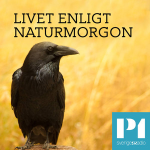 Cover: Livet enligt Naturmorgon