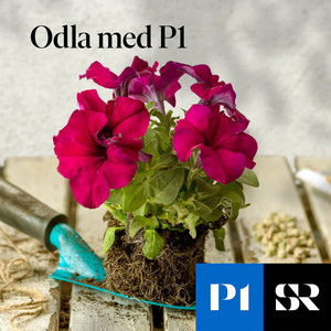 Cover: Odla med P1